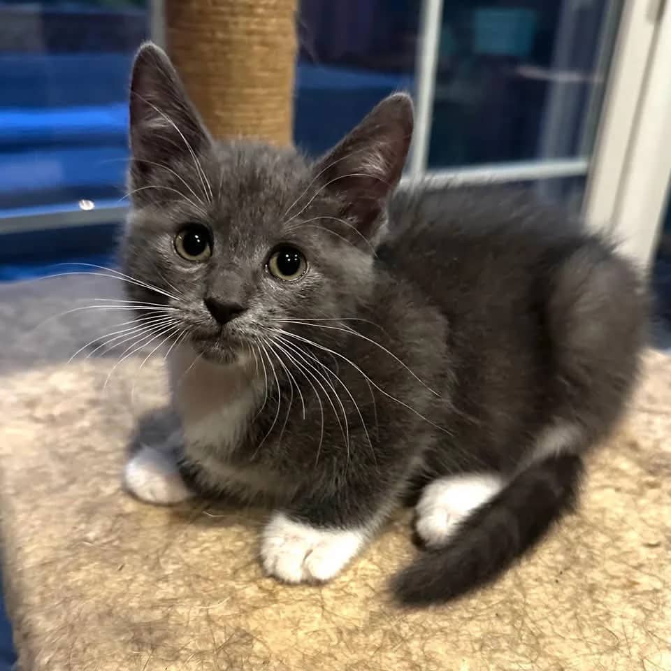 Krunchy - Domestic Shorthair cat available for adoption at Grateful Friends Animal Rescue in Winnipeg