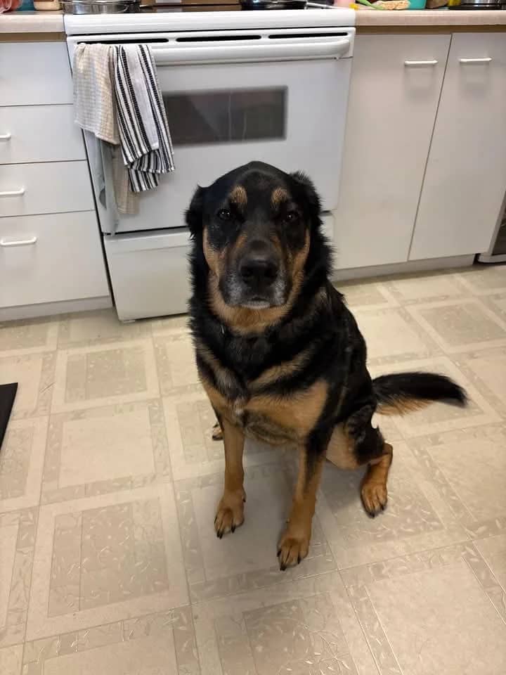 Roxy - Mixed Breed available for adoption in Manitoba