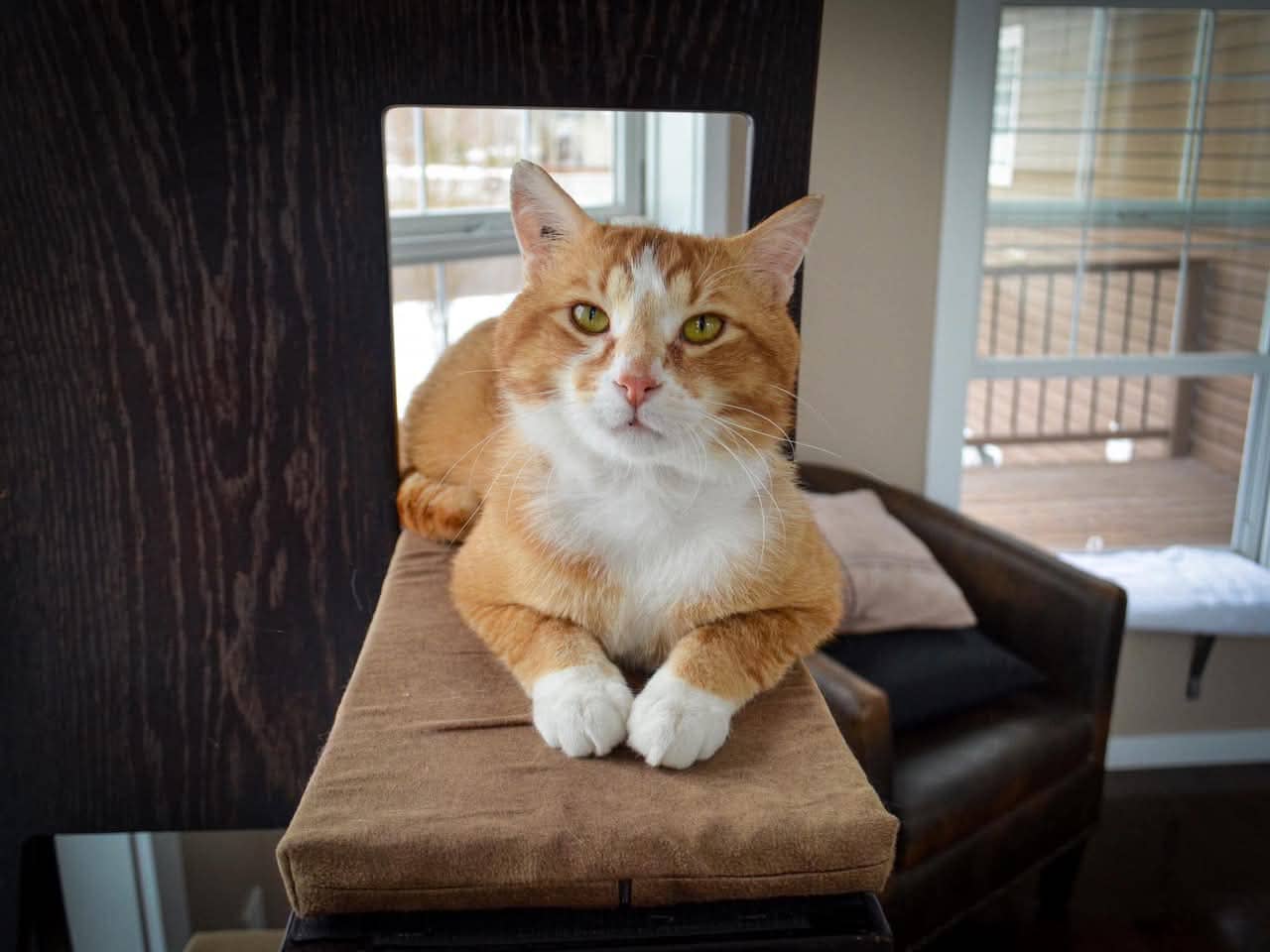 Toni - Domestic Shorthair cat available for adoption at Grateful Friends Animal Rescue in Winnipeg