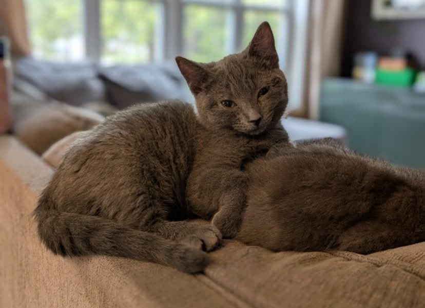 Justin - Domestic Shorthair available for adoption