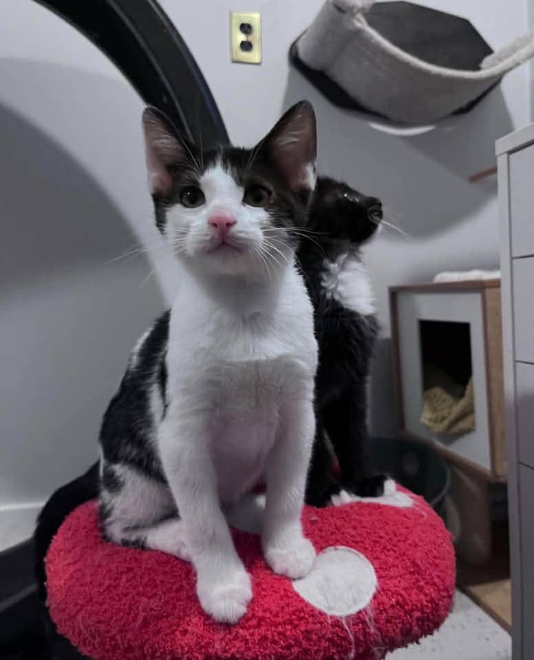 Ashton - Domestic Shorthair cat available for adoption at Grateful Friends Animal Rescue in Winnipeg