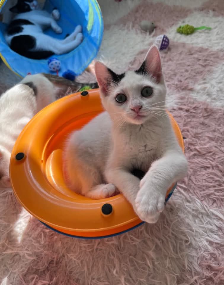 Hannah - Domestic Shorthair cat available for adoption at Grateful Friends Animal Rescue in Winnipeg