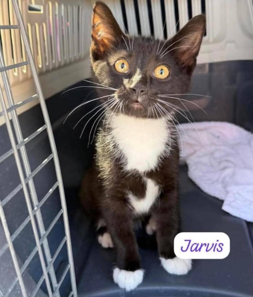 Jarvis - Domestic Shorthair cat available for adoption at Grateful Friends Animal Rescue in Winnipeg