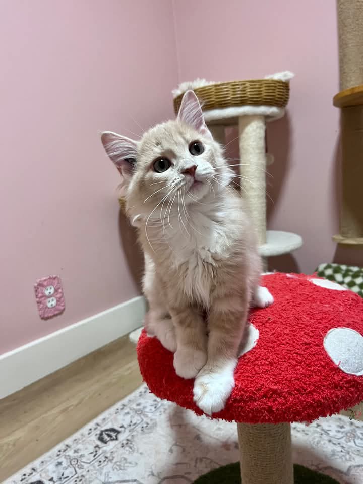 Virgie - Domestic Shorthair available for adoption