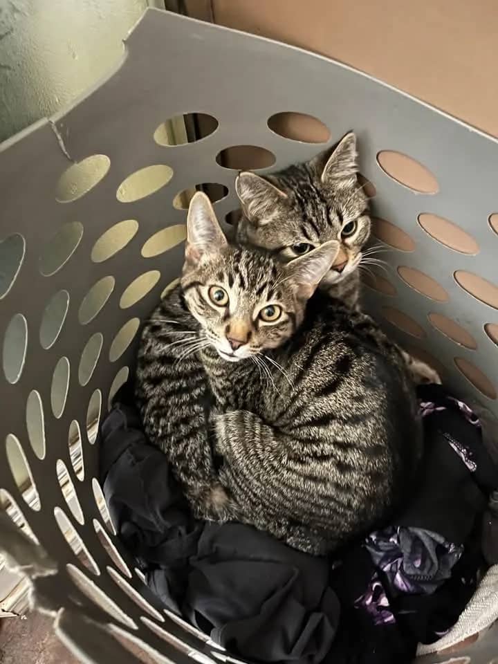 Hunter - Domestic Shorthair available for adoption