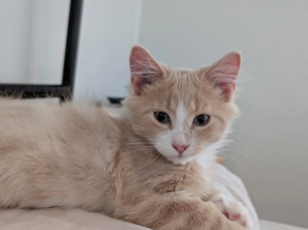 Raisin - Domestic Shorthair cat available for adoption at Grateful Friends Animal Rescue in Winnipeg