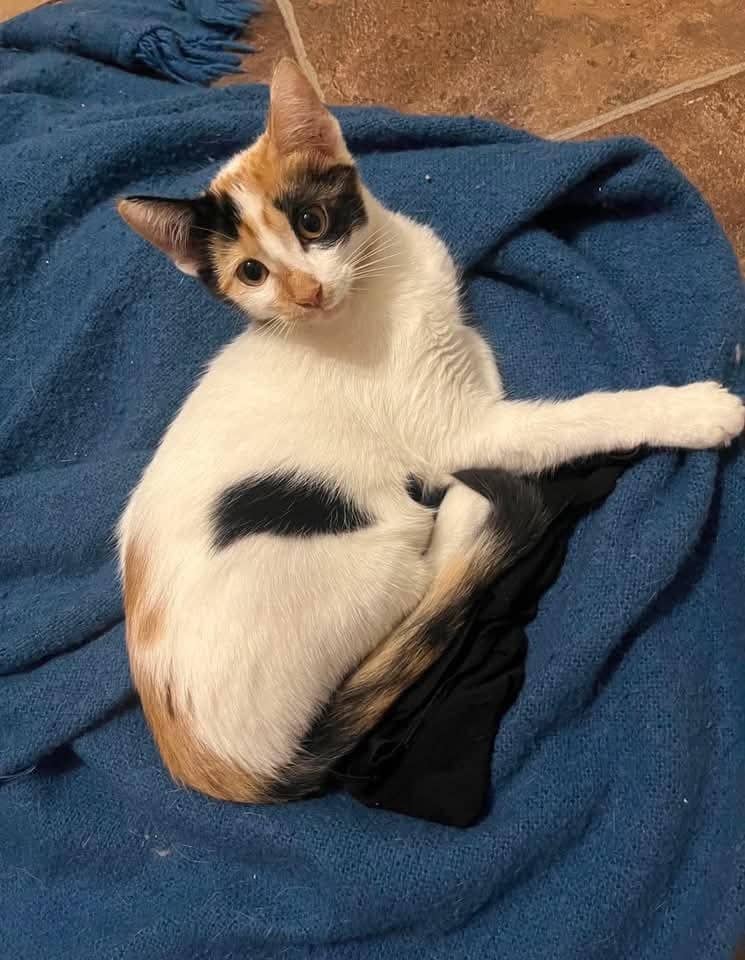 Luna - Domestic Shorthair cat available for adoption at Grateful Friends Animal Rescue in Winnipeg