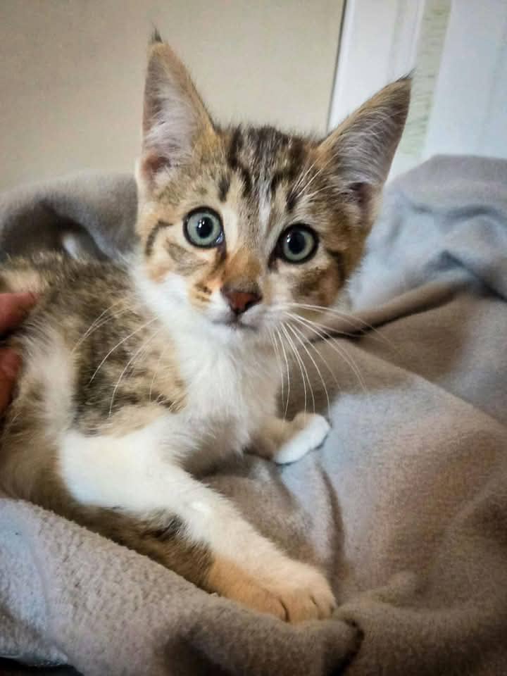 Baxter - Domestic Shorthair cat available for adoption at Grateful Friends Animal Rescue in Winnipeg