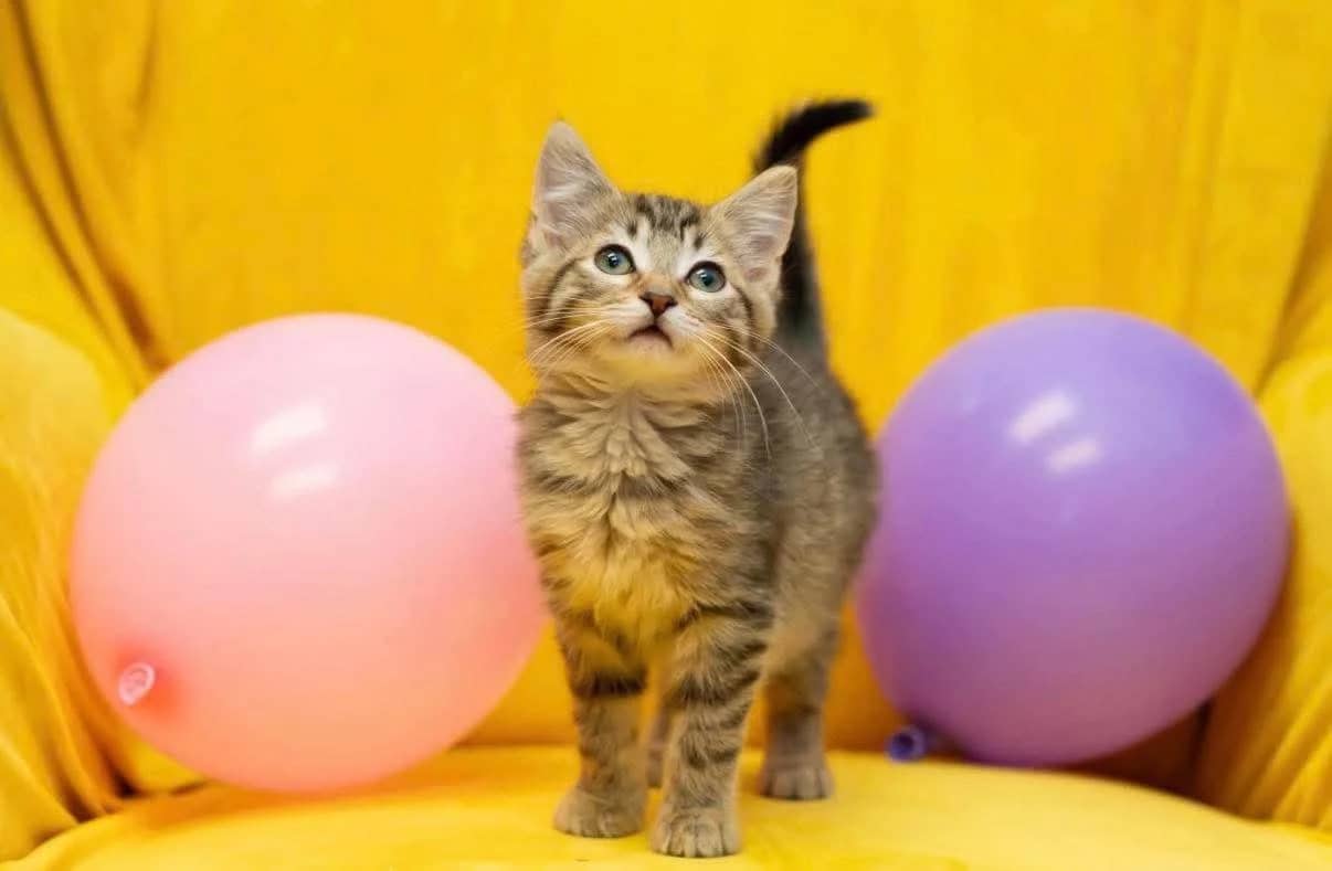 Molly - Domestic Shorthair cat available for adoption at Grateful Friends Animal Rescue in Winnipeg