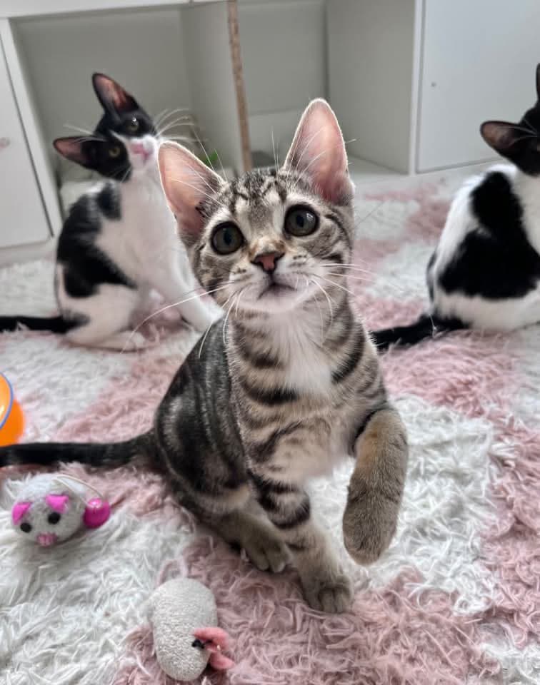 Levi - Domestic Shorthair available for adoption
