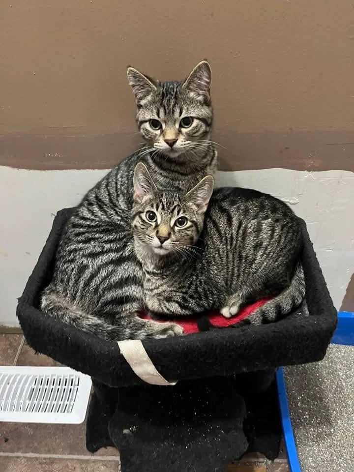 Rocky - Domestic Shorthair cat available for adoption at Grateful Friends Animal Rescue in Winnipeg