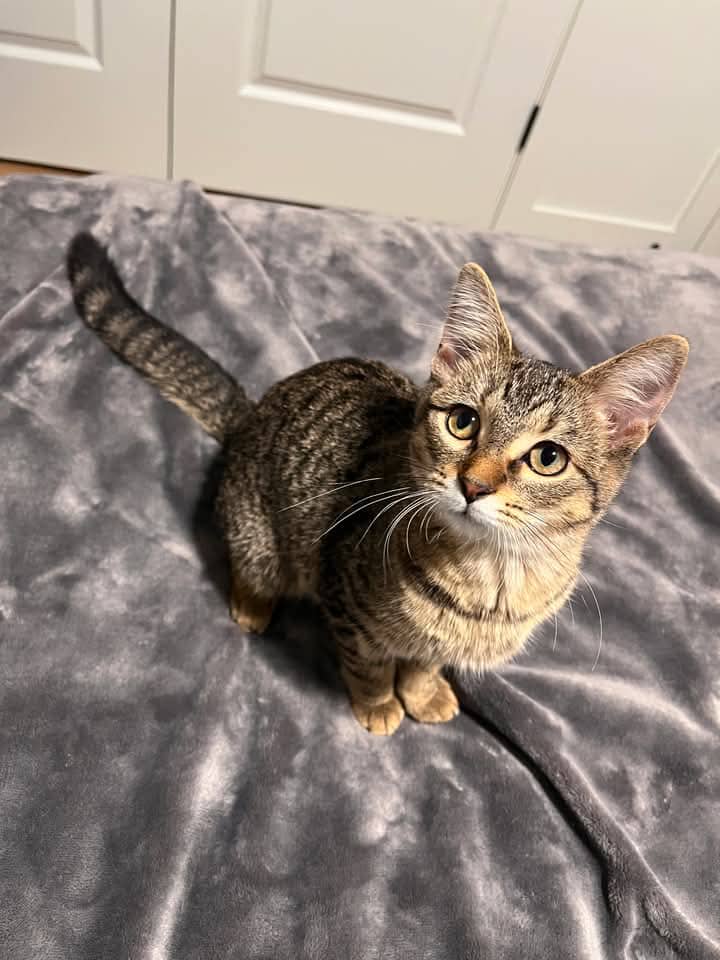 Bristoll - Domestic Shorthair cat available for adoption at Grateful Friends Animal Rescue in Winnipeg