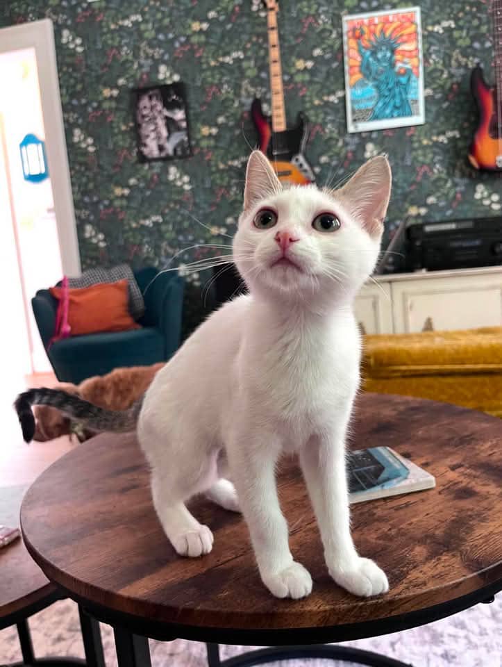 Paige - Domestic Shorthair available for adoption