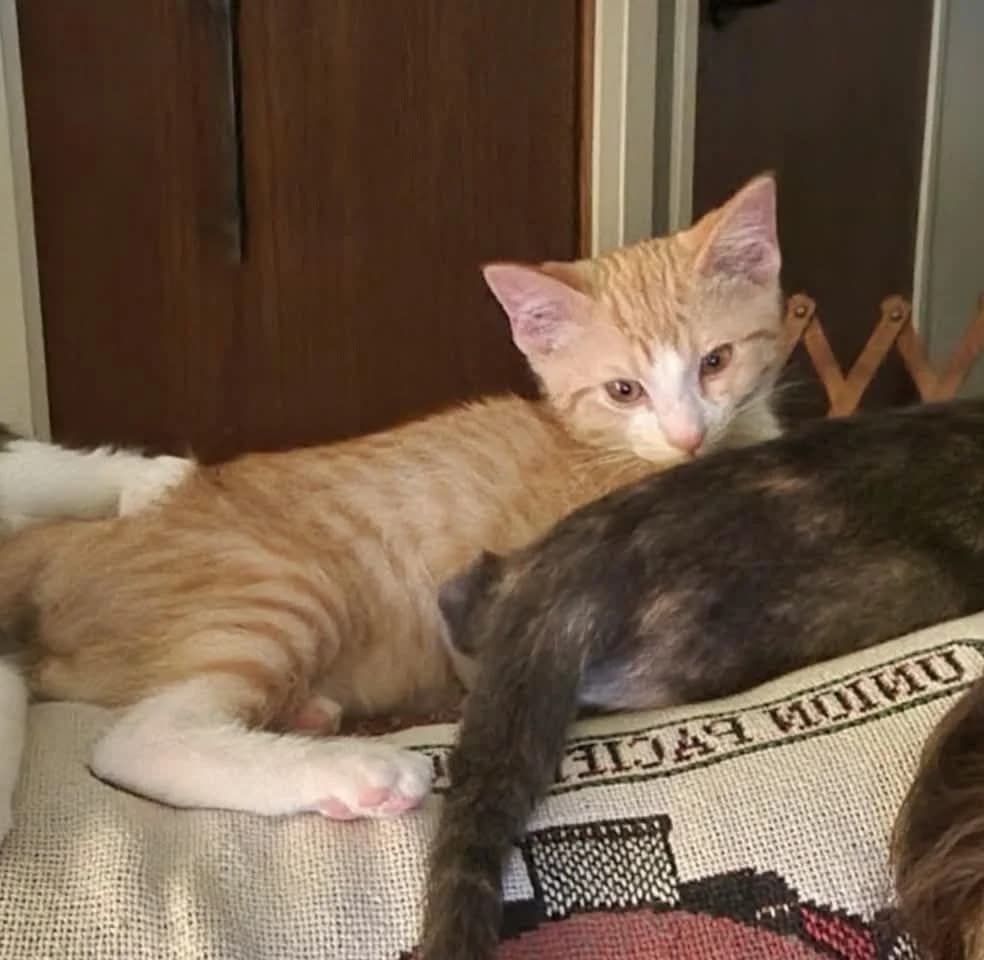 Cosmo - Domestic Shorthair cat available for adoption at Grateful Friends Animal Rescue in Winnipeg