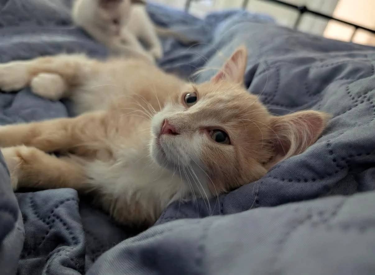 Beyblade - Domestic Shorthair cat available for adoption at Grateful Friends Animal Rescue in Winnipeg