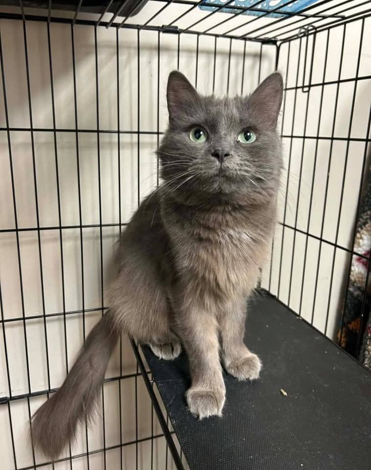 Bini - Domestic Shorthair available for adoption