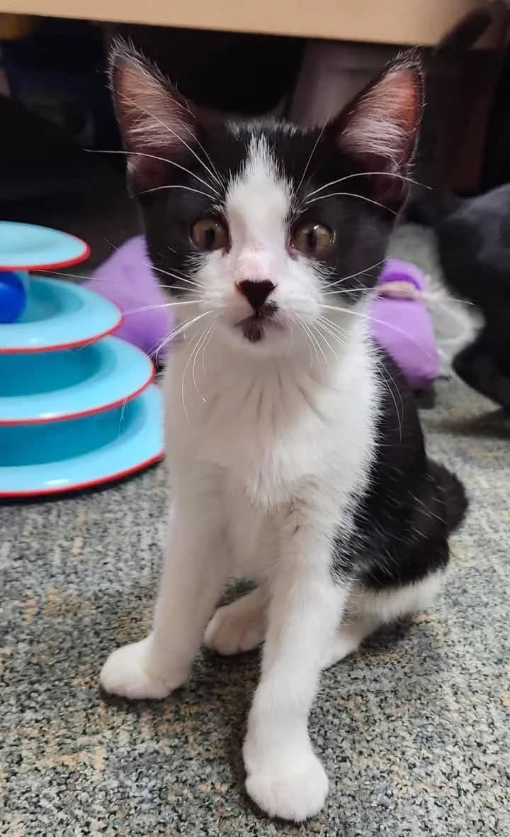 IRS - Domestic Shorthair cat available for adoption at Grateful Friends Animal Rescue in Winnipeg