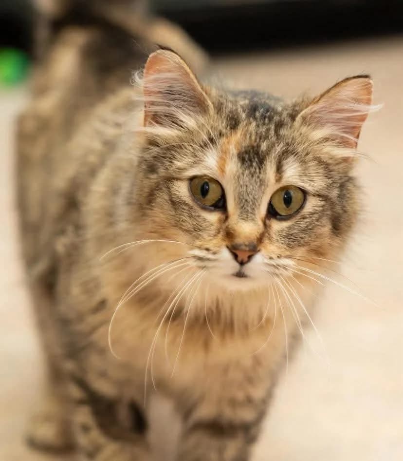 Star - Domestic Shorthair available for adoption