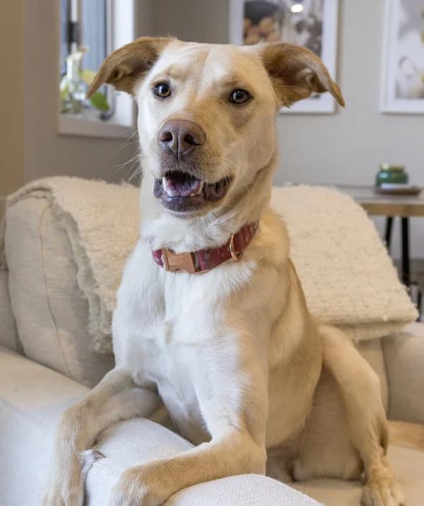 Willow - Mixed Breed available for adoption