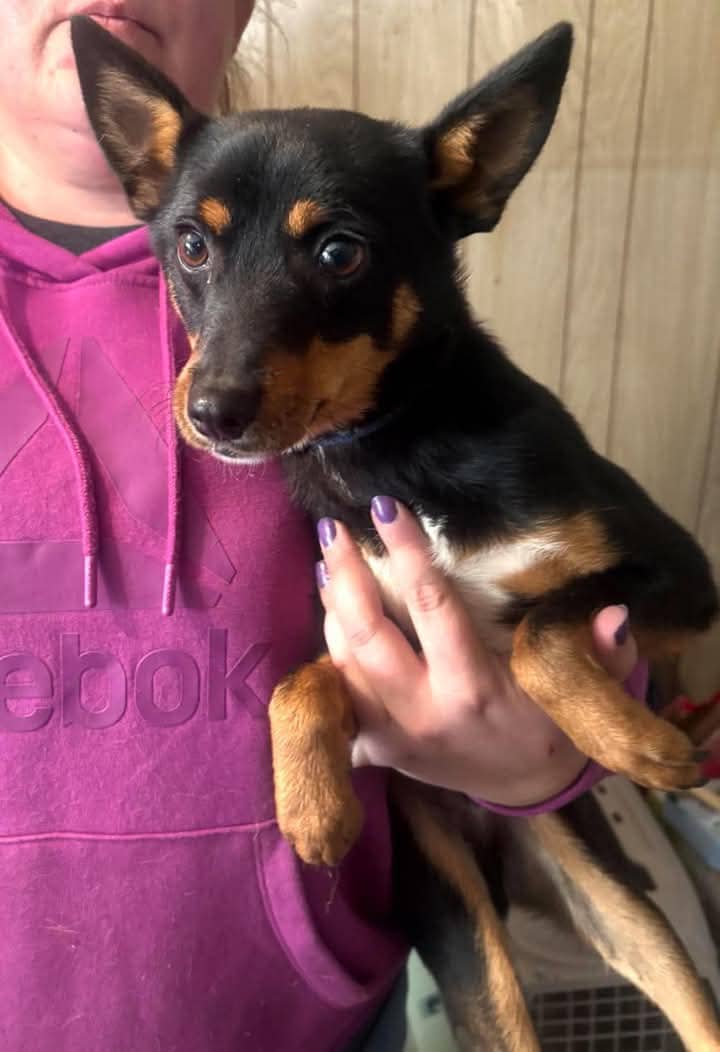 Screech - Mixed Breed available for adoption in Manitoba