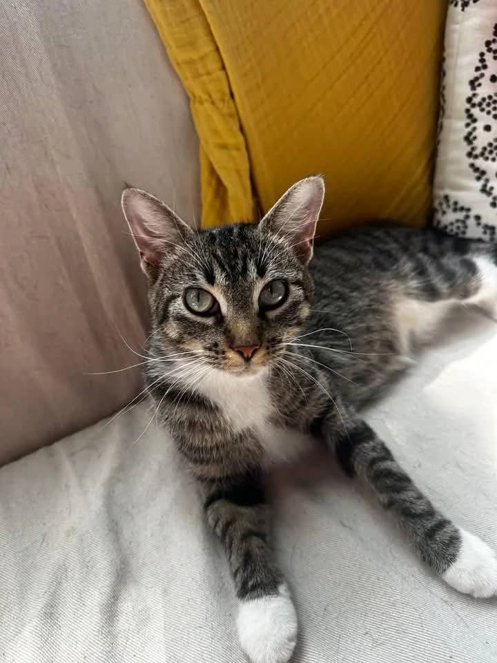 Kate - Domestic Shorthair available for adoption