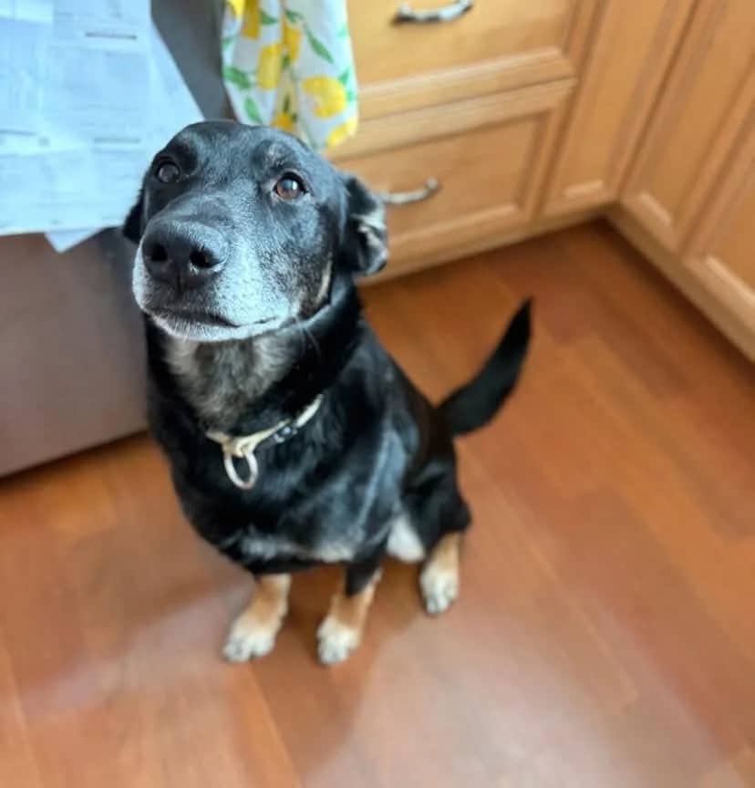Riley - Mixed Breed available for adoption
