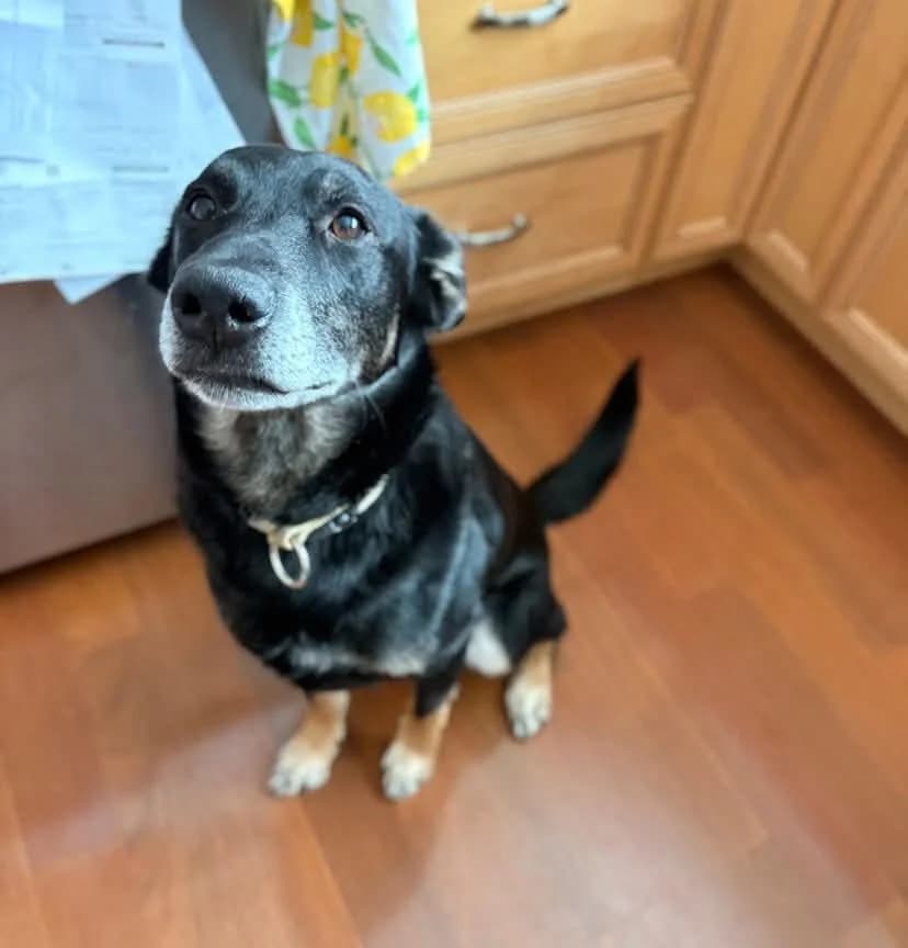 Riley - Mixed Breed available for adoption