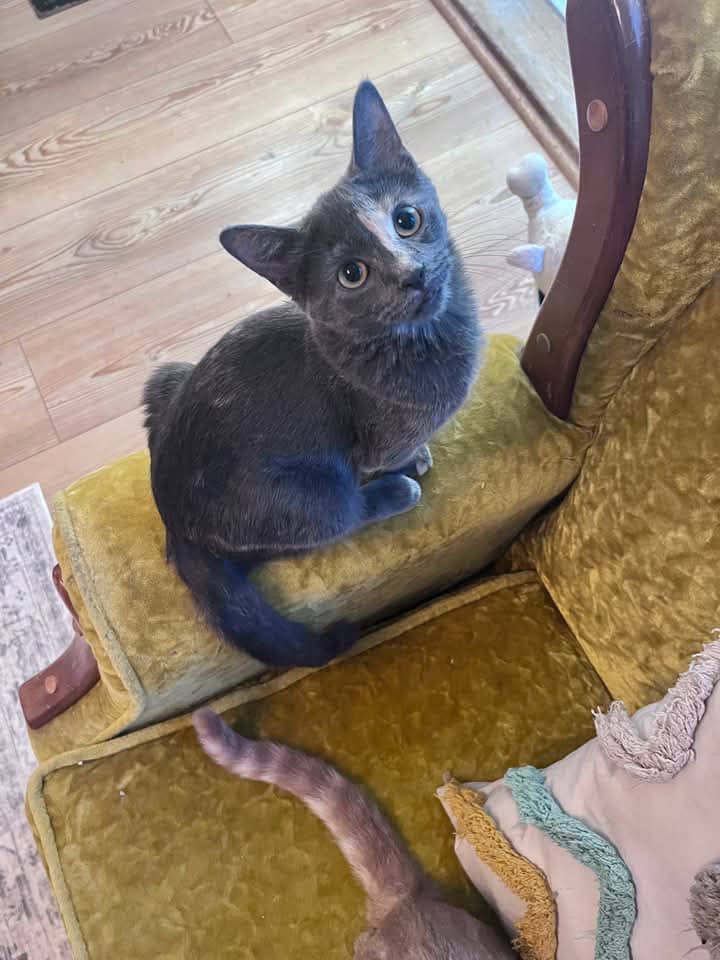 Nia - Domestic Shorthair cat available for adoption at Grateful Friends Animal Rescue in Winnipeg