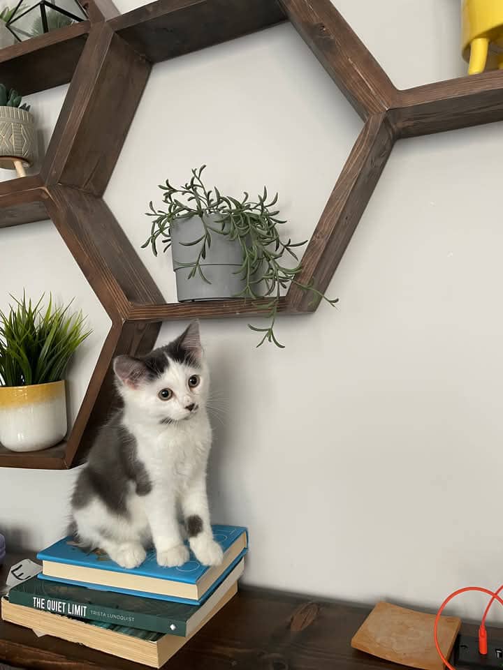 Lulu - Domestic Shorthair cat available for adoption at Grateful Friends Animal Rescue in Winnipeg