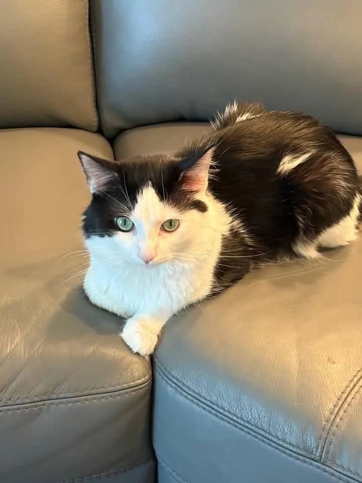 Boni - Domestic Shorthair cat available for adoption at Grateful Friends Animal Rescue in Winnipeg