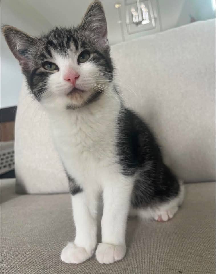 Mittens - Domestic Shorthair cat available for adoption at Grateful Friends Animal Rescue in Winnipeg