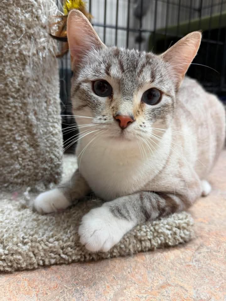 Lilac - Domestic Shorthair cat available for adoption at Grateful Friends Animal Rescue in Winnipeg