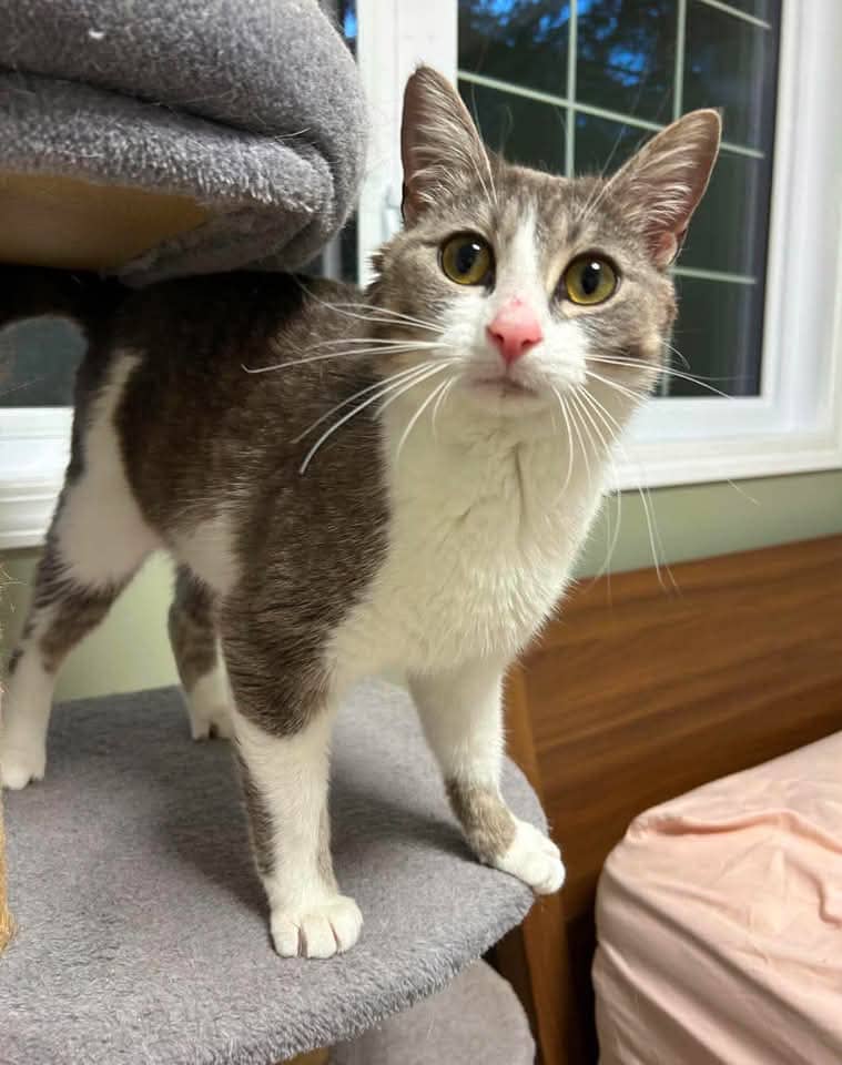 Silly - Domestic Shorthair cat available for adoption at Grateful Friends Animal Rescue in Winnipeg