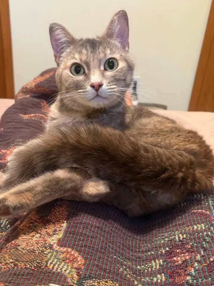 Tara - Domestic Shorthair cat available for adoption at Grateful Friends Animal Rescue in Winnipeg