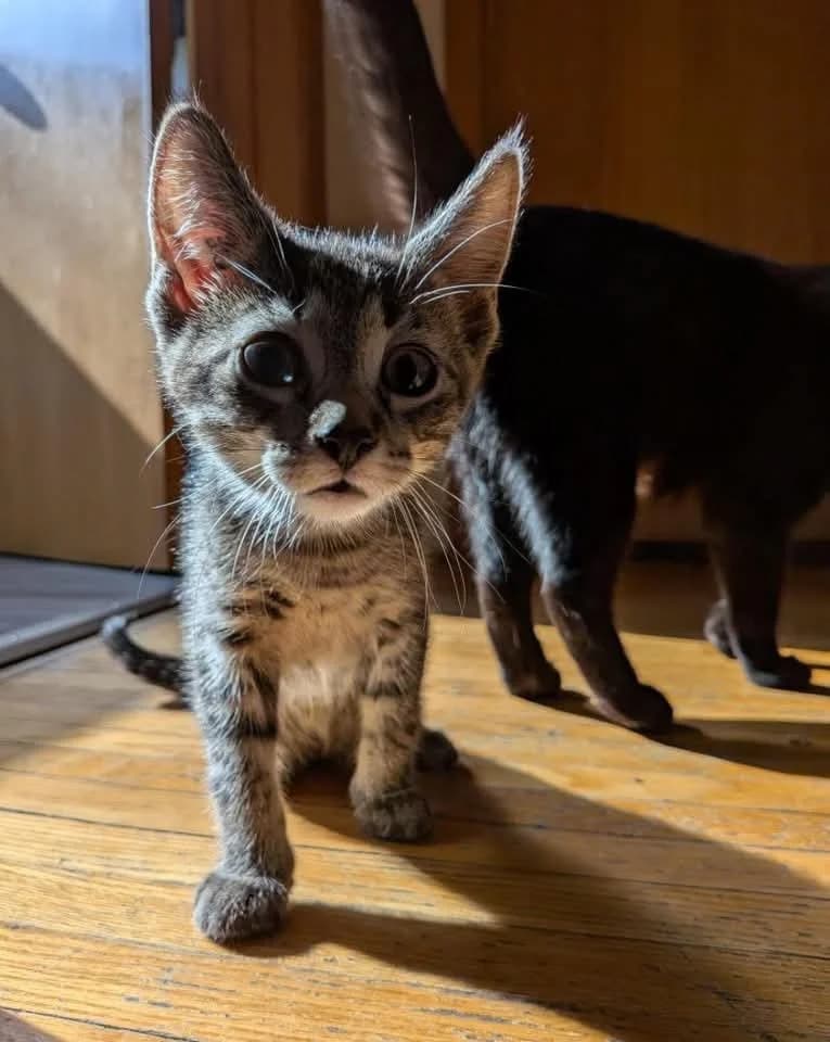 Beau - Domestic Shorthair available for adoption