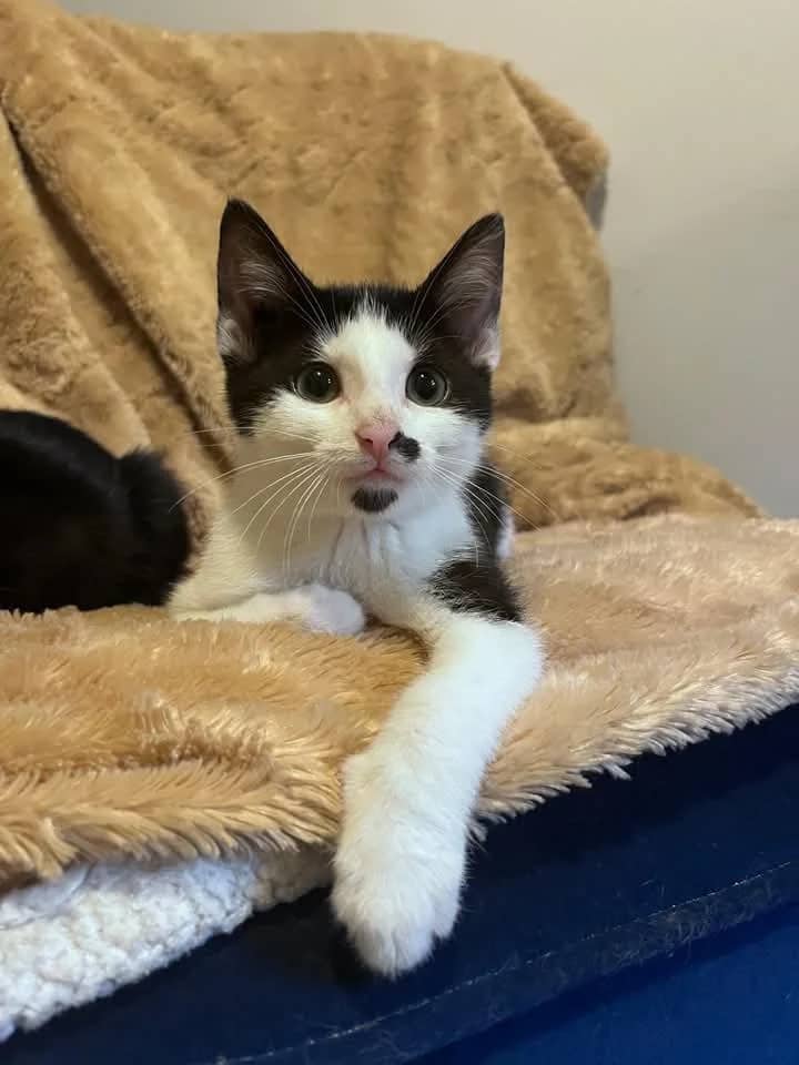 Ace - Domestic Shorthair cat available for adoption at Grateful Friends Animal Rescue in Winnipeg