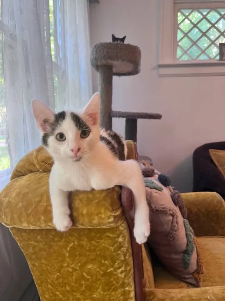 Georgie - Domestic Shorthair cat available for adoption at Grateful Friends Animal Rescue in Winnipeg