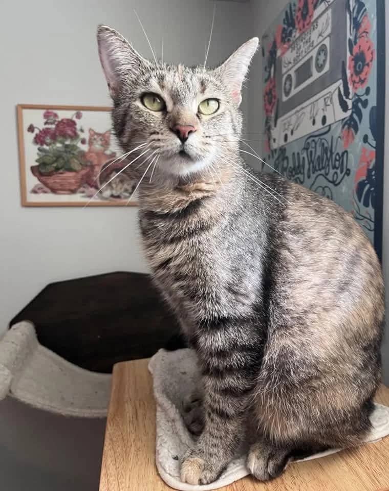 Dusty - Domestic Shorthair available for adoption