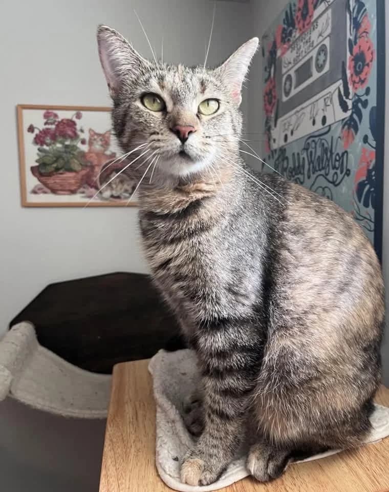 Dusty - Domestic Shorthair available for adoption