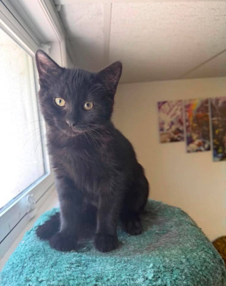 Voida - Domestic Shorthair cat available for adoption at Grateful Friends Animal Rescue in Winnipeg