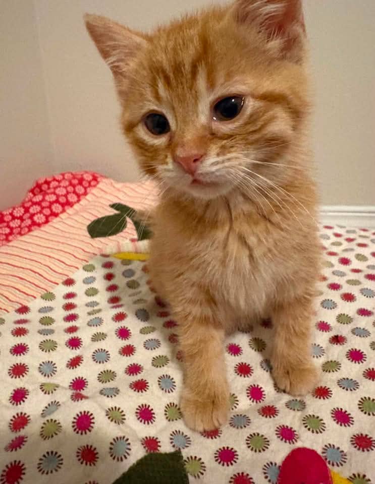 Rudy - Domestic Shorthair cat available for adoption at Grateful Friends Animal Rescue in Winnipeg