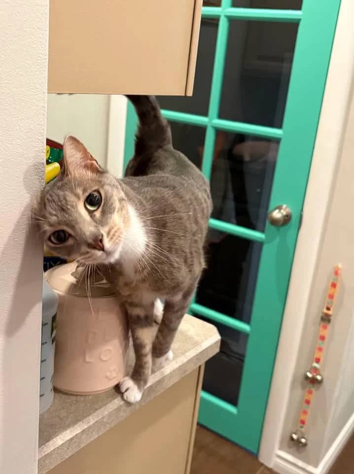 Winston - Domestic Shorthair cat available for adoption at Grateful Friends Animal Rescue in Winnipeg