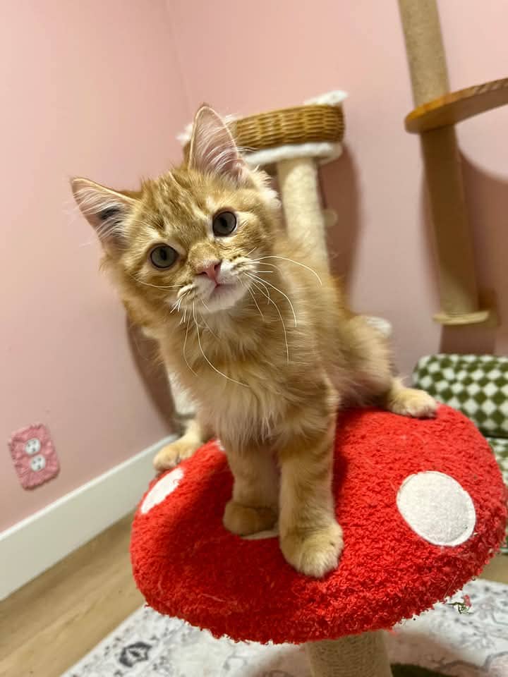 Dirty Ought Trill - Domestic Shorthair available for adoption