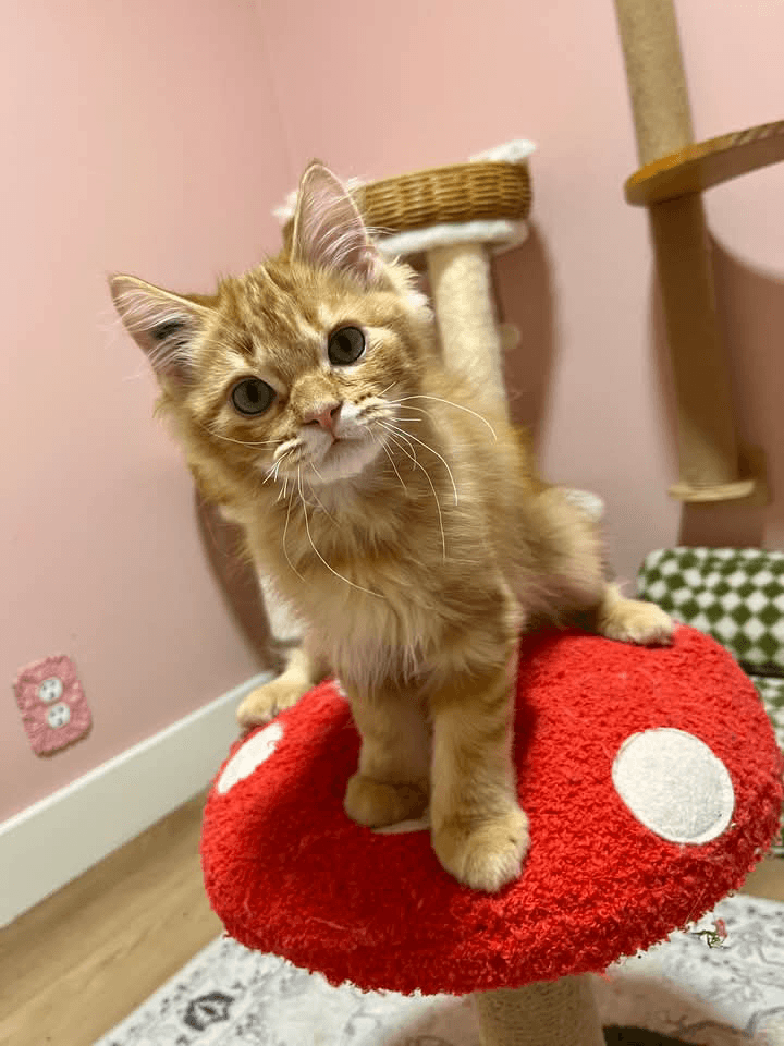 Dirty Ought Trill - Domestic Shorthair cat available for adoption at Grateful Friends Animal Rescue in Winnipeg