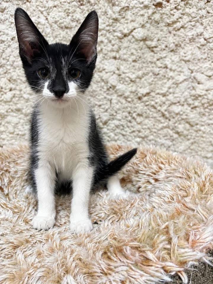 Mayo - Domestic Shorthair cat available for adoption at Grateful Friends Animal Rescue in Winnipeg