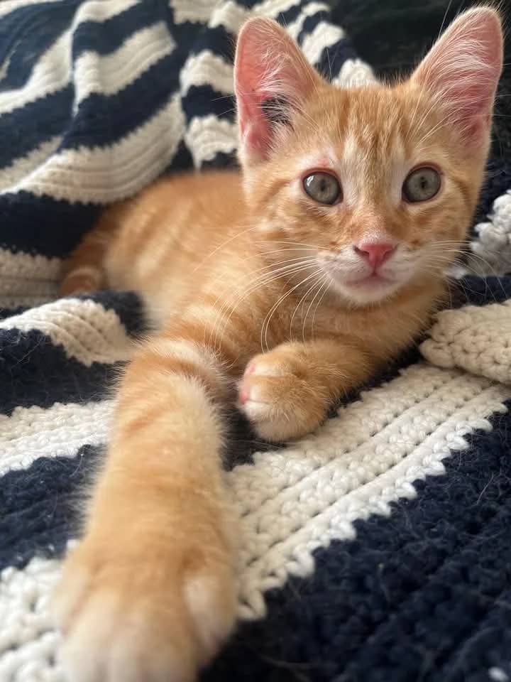 Ron - Domestic Shorthair cat available for adoption in Manitoba