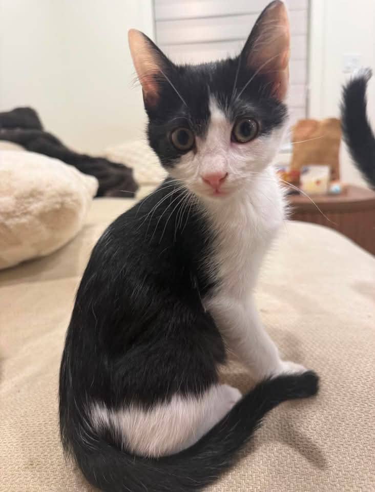 Shifu - Domestic Shorthair cat available for adoption at Grateful Friends Animal Rescue in Winnipeg