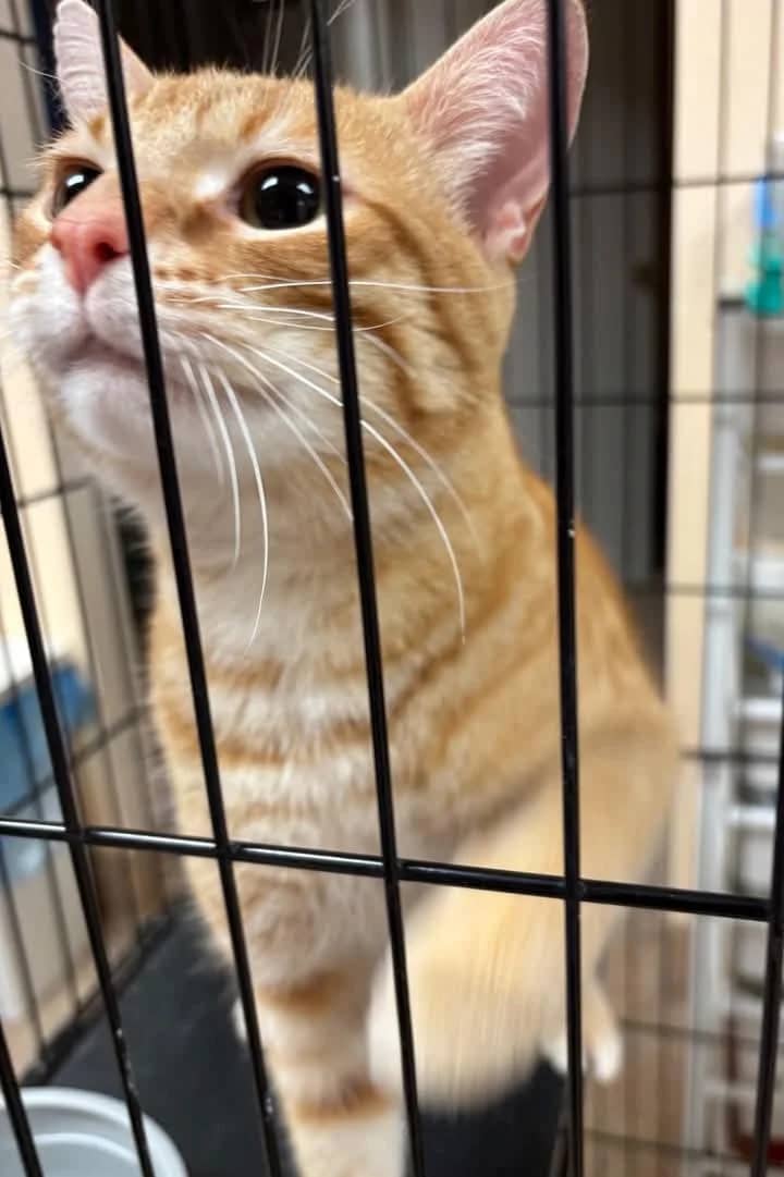 Kanye - Domestic Shorthair cat available for adoption at Grateful Friends Animal Rescue in Winnipeg