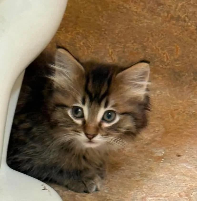 Jackson - Domestic Shorthair available for adoption