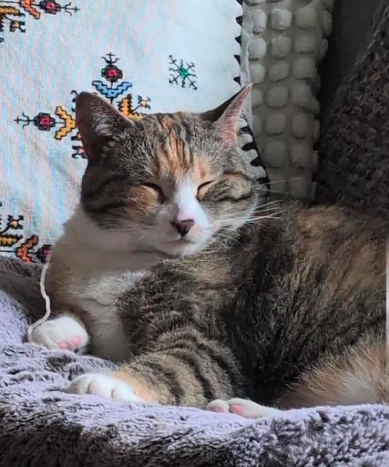 Echo - Domestic Shorthair cat available for adoption in Manitoba